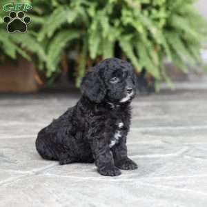 Dani (F1 B), Cavapoo Puppy